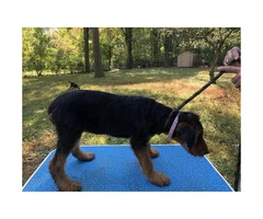 AKC Airedale Puppies - 4