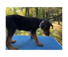 AKC Airedale Puppies - 5