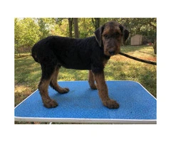 AKC Airedale Puppies - 6