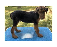 AKC Airedale Puppies - 9