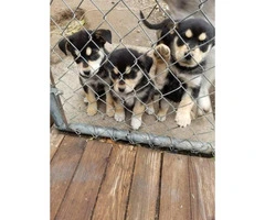 4 Rottweiler x Siberian husky puppies for Sale - 5