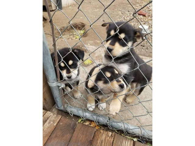 4 Rottweiler x Siberian husky puppies for Sale in Parker, Idaho