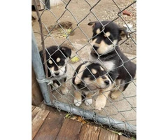 4 Rottweiler x Siberian husky puppies for Sale - 6
