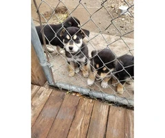 4 Rottweiler x Siberian husky puppies for Sale - 7