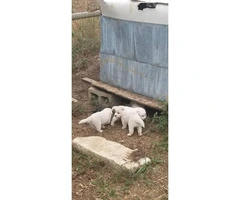 8 Great Pyrenees Puppies for Sale