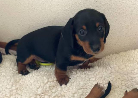 Mini Dacshund puppies Pet