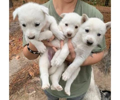 Husky Puppies - 7