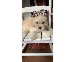 Four Maltipoo puppies are ready to go - 1