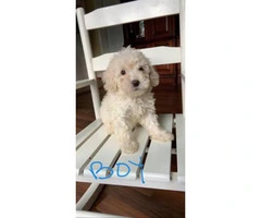 Four Maltipoo puppies are ready to go - 4