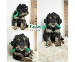 Only four left Bernedoodle puppies for sale