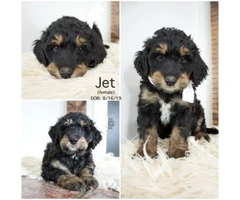Only four left Bernedoodle puppies for sale - 2
