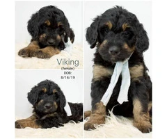 Only four left Bernedoodle puppies for sale - 3