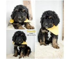 Only four left Bernedoodle puppies for sale - 4