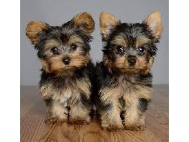 male yorkie for sale near me