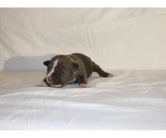 3 American Bully Puppies for Sale