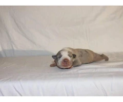 3 American Bully Puppies for Sale - 2