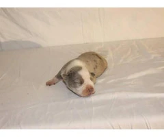 3 American Bully Puppies for Sale - 3
