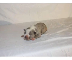 3 American Bully Puppies for Sale - 4