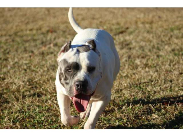 3 American Bully Puppies for Sale in Atlanta,