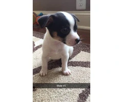 Chihuahuas - 2 males and 3 females available