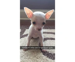 Chihuahuas - 2 males and 3 females available - 2