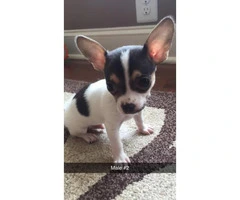 Chihuahuas - 2 males and 3 females available - 3