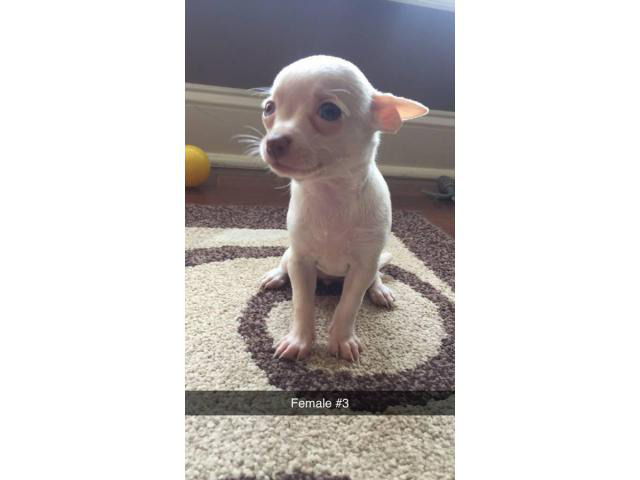 Chihuahuas - 2 males and 3 females available Atlanta - Puppies for Sale ...