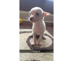 Chihuahuas - 2 males and 3 females available - 4