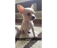 Chihuahuas - 2 males and 3 females available - 5