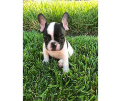 54 Best Pictures Mini Bulldogs Near Me - Top Where To Buy A French Bulldog Secrets