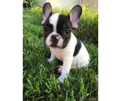 French bulldog puppies Full AKC Rights in Chicago ...