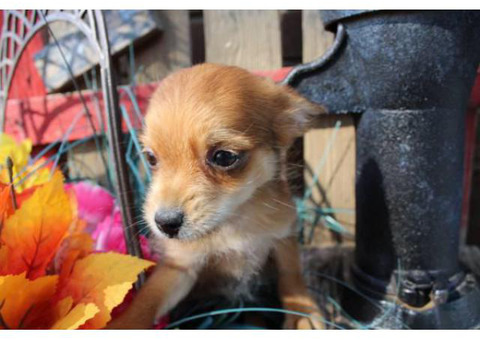 9 weeks old Chorkie puppy for sale