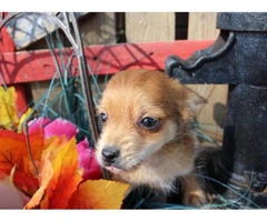 9 weeks old Chorkie puppy for sale