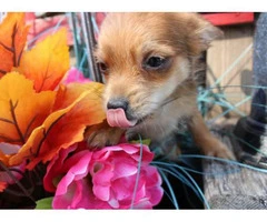 9 weeks old Chorkie puppy for sale