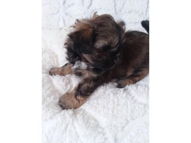 three adorable shih tzu puppies in Fayetteville, North Carolina - Puppies for Sale Near Me