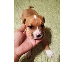 10 pitbull puppies for sale 2 litters