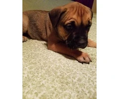 10 pitbull puppies for sale 2 litters