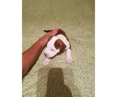 10 pitbull puppies for sale 2 litters