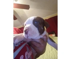 10 pitbull puppies for sale 2 litters