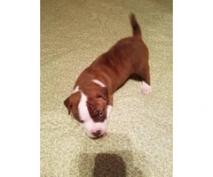 10 pitbull puppies for sale 2 litters