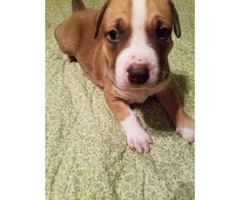 10 pitbull puppies for sale 2 litters