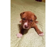 10 pitbull puppies for sale 2 litters