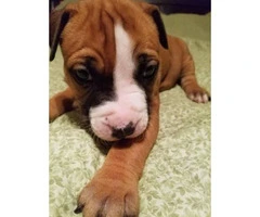 10 pitbull puppies for sale 2 litters