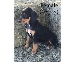 8 weeks old black and tan hound puppies ready to go