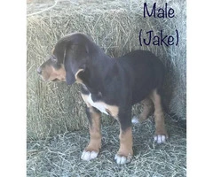 8 weeks old black and tan hound puppies ready to go