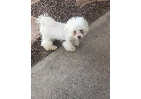 3 super cute Bichon Frise puppies