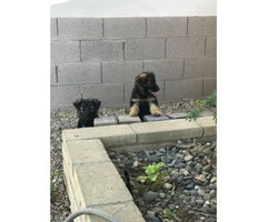 Two adorable German Shepard puppies