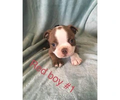 Boston Terriers for Sale - 2