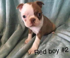 Boston Terriers for Sale - 4