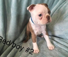 Boston Terriers for Sale - 5
